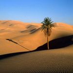 Atunci cand desertul Sahara era o regiune verde si roditoare Atunci cand desertul Sahara era o regiune verde si roditoare desertul saharamica