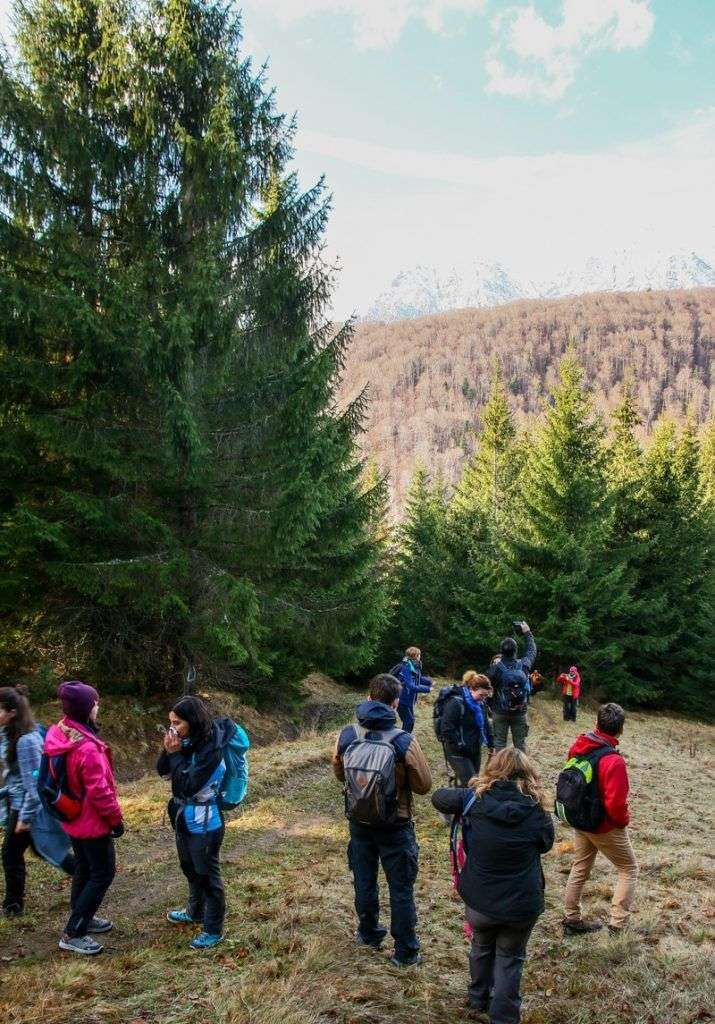 Importanța împăduririlor și necesitatea lor în România